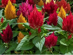 Целозия "Kimono Mix" (Контейнер 0,3л)