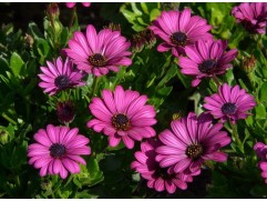 Остеоспермум "Senorita Lola Pink" (Контейнер 1,5л.)