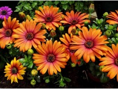 Остеоспермум "Senorita Lucia Orange" (Контейнер 1,5л.)