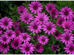 Остеоспермум "Senorita Tanja Purple" (Контейнер 1,5л.)