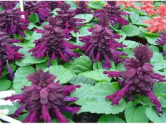 Сальвия "Reddy Purple" (Контейнер 0,3л.)