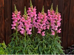 Антирринум "Sonnet Pink" (Контейнер 0,3л)