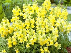 Антирринум "Sonnet Yellow" (Контейнер 0,3л)
