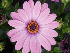 Остеоспермум "Senorita Quinty Light Pink" (Контейнер 1,5л)