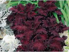 Колеус "Black Dragon" (Контейнер 0,3л.)