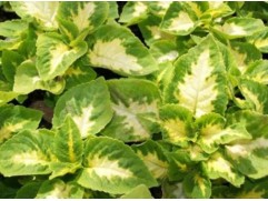 Колеус "Wizard Jade" (Контейнер 0,3л.)