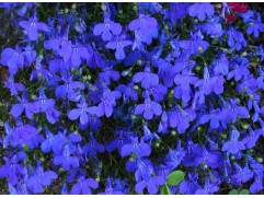 Лобелия "Crystal Palace" (Контейнер 0,3л.)