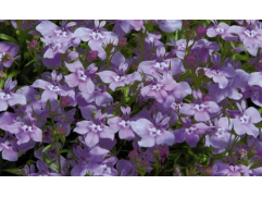 Лобелия "Early Sky Lilac" (Контейнер 0,3л.)