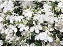 Лобелия "Riviera White" (Контейнер 0,3л.)