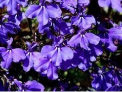 Лобелия ампельная "Regatta Marine Blue" (Контейнер 0,3л.)