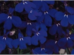 Лобелия ампельная "Regatta Midnight" (Контейнер 0,3л.)