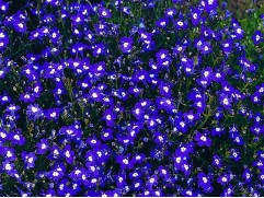 Лобелия ампельная "Regatta Sapphire" (Контейнер 0,3л.)