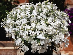 Лобелия ампельная "Regatta White" (Контейнер 0,3л.)