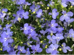 Лобелия "Early Sky Blue" (Контейнер 0,3л)