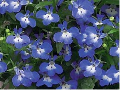 Лобелия "Early Sky Blue Eye" (Контейнер 0,3л.)