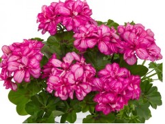 Пеларгония плющелистная "Sunflair Lollipop Candy" (Контейнер 1,0л.) Пеларгония плющелистная "Sunflair Lollipop Candy" (Контейнер 1,0л.)