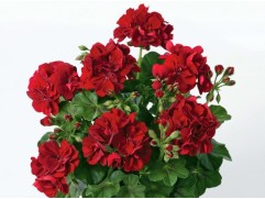 Пеларгония плющелистная "Sunflair Ruben dark red" (Контейнер 1,0л.) Пеларгония плющелистная "Sunflair Ruben dark red" (Контейнер 1,0л.)