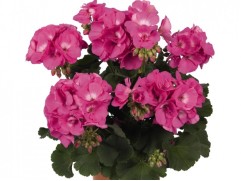 Пеларгония зональная "Castello Benja Pink" (Контейнер 1,5л.)