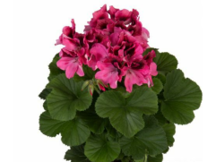 Пеларгония королевская "Regalia Pink" (Контейнер 1,5л.) Пеларгония королевская "Regalia Pink" (Контейнер 1,5л.)