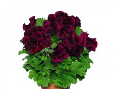 Пеларгония королевская "Regalia Shocolate" (Контейнер 1,5л.) Пеларгония королевская "Regalia Shocolate" (Контейнер 1,5л.)