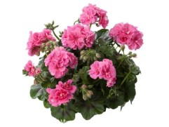 Пеларгония плющелистная "Medio Erke pink" (Контейнер 1,5л.) Пеларгония плющелистная "Medio Erke pink" (Контейнер 1,5л.)