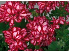 Пеларгония плющелистная "Medio Lollipop Marishka dark red" (Контейнер 1,5л.)