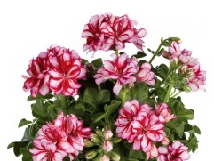 Пеларгония плющелистная "Medio Lollipop Nixe dark red" (Контейнер 1,5л.)