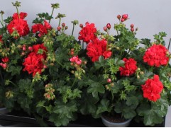 Пеларгония плющелистная "Medio Gabry" (Контейнер 1,0л) Пеларгония плющелистная "Medio Gabry" (Контейнер 1,0л)