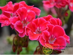 Пеларгония зональная "Castello Tammo Rose Eye" (Контейнер 1,0л)