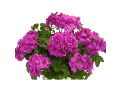 Пеларгония плющелистная "Sunflair Amethyst" (Контейнер 1,0л.) Пеларгония плющелистная "Sunflair Amethyst" (Контейнер 1,0л.)