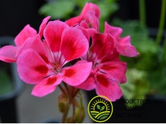 Пеларгония зональная "Castello Claire Rose Red Eye" (Контейнер 1,5л)