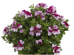 Пеларгония зональная "Angel Bicolor" (Контейнер 1,5л)