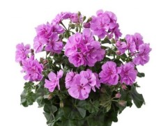 Пеларгония плющелистная "Medio Marlen amethyst" (Контейнер 1,5л.)