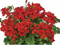 Пеларгония плющелистная "Villetta Red" (Контейнер 1,5) Пеларгония плющелистная "Villetta Red" (Контейнер 1,5)