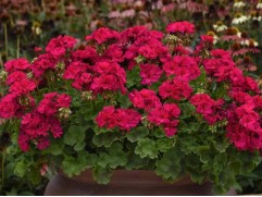 Пеларгония зональная "Dolce Vita Nancy" (Контейнер 1,5л)