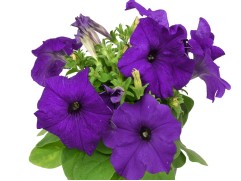 Петуния крупноцветковая "Lupo Mid Blue" (Контейнер 0,3л.)