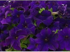 Петуния ампельная "Trilogy Blue" (Контейнер 0,3л.)