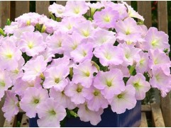 Петуния ампельная "Trilogy Lavender Pink" (Контейнер 0,3л.)