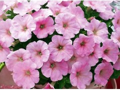 Петуния ампельная "Trilogy Pink Lips" (Контейнер 0,3л.)