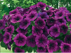 Петуния ампельная "Trilogy Purple Vein" (Контейнер 0,3л.)
