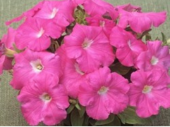 Петуния ампельная "Trilogy Rose" (Контейнер 0,3л.)