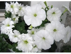 Петуния ампельная "Trilogy White" (Контейнер 0,3л.)