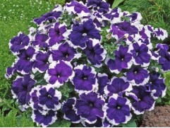 Петуния крупноцветковая "Lupo Blue Picotee" (Контейнер 0,3л.)