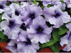 Петуния крупноцветковая "Lupo Blue Veined" (Контейнер 0,3л.)