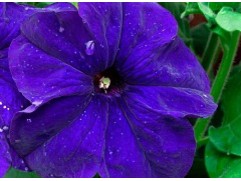 Петуния крупноцветковая "Lupo Blue" (Контейнер 0,3л.)