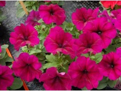 Петуния крупноцветковая "Lupo Burgundy" (Контейнер 0,3л.)