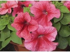 Петуния крупноцветковая "Lupo Red Veined" (Контейнер 0,3л.)