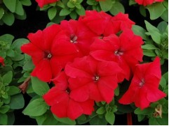 Петуния крупноцветковая "Lupo Red" (Контейнер 0,3л.)