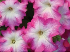 Петуния крупноцветковая "Lupo Rose Morn" (Контейнер 0,3л.)