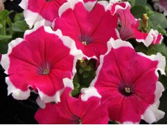 Петуния крупноцветковая "Lupo Rose Picotee" (Контейнер 0,3л.)